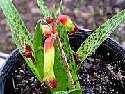 Lachenalia quadricolour